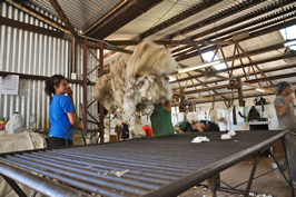 Cooinbil Shearing 039115  © Claire Parks Photography